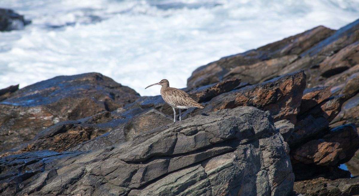 Ejemplar de ' Numenius tenuirostris', conocido como zarapito fino. / Foto: Dreamstime