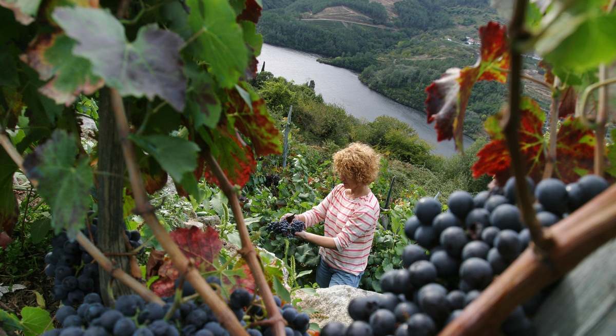 Viñedos en la zona de la Ribeira Sacra.