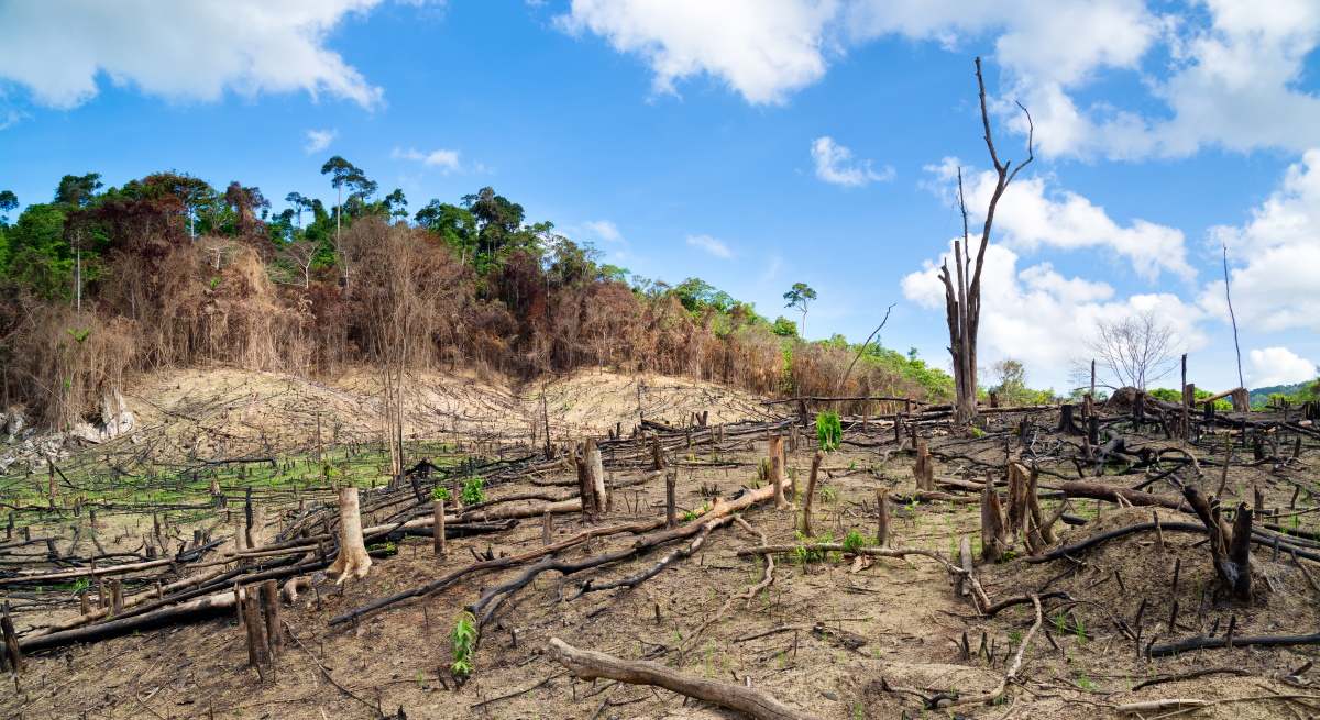 deforestacion.jpg