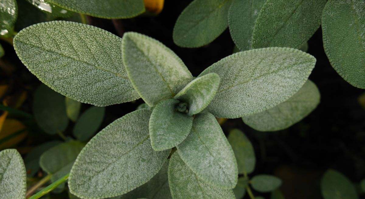 La salvia es una planta aromática con multitud de beneficios para la salud