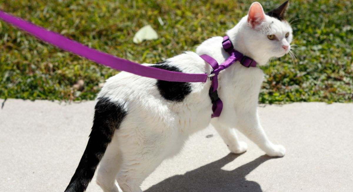 Gato que sale a pasear con su correa