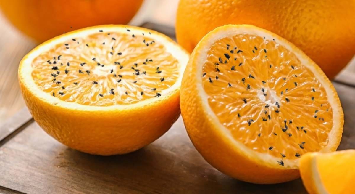 El truco con ingredientes que tienes por casa que ahuyenta a la mosca de la fruta.