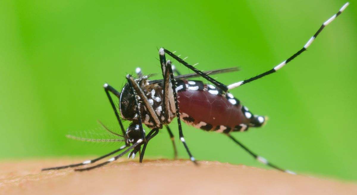El mosquito tigre proviene de zonas tropicales de Asia