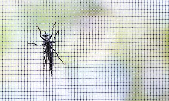 mosquito.jpg