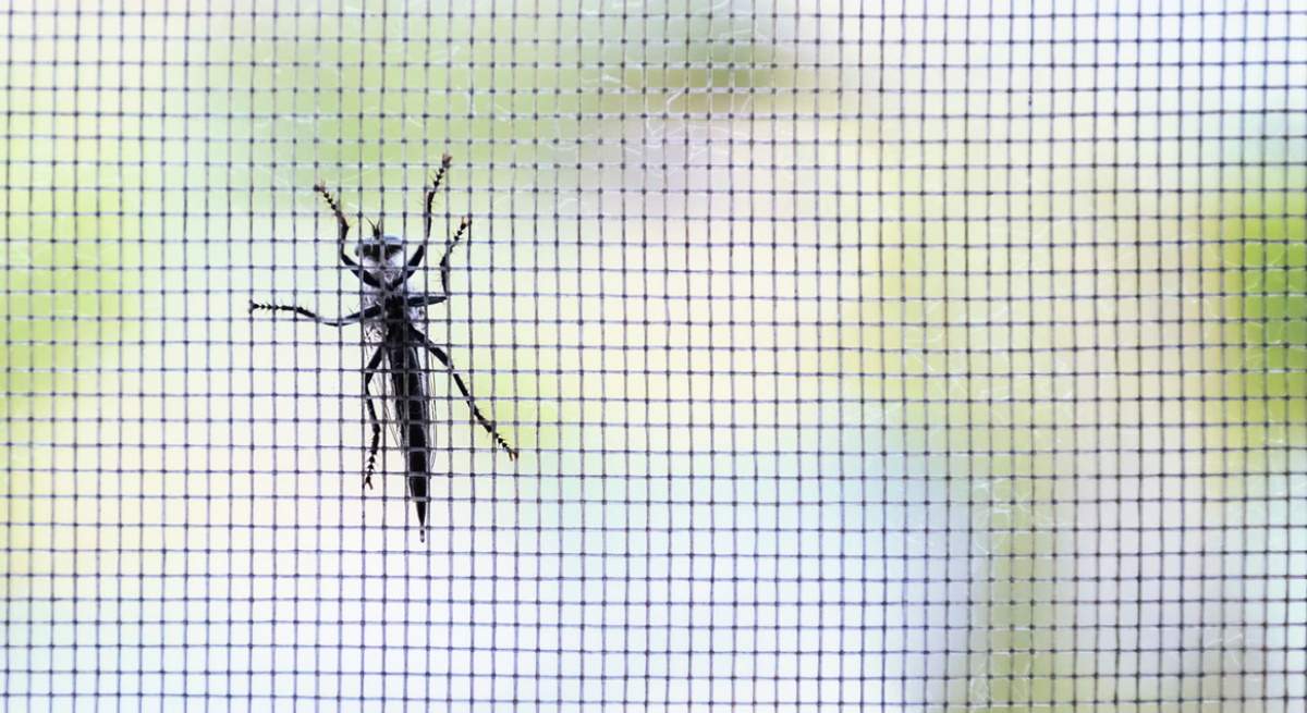 mosquito.jpg