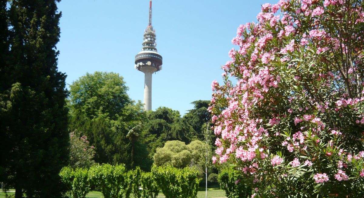 Parque con flores rosas y el pirulí de Madrid de fondo