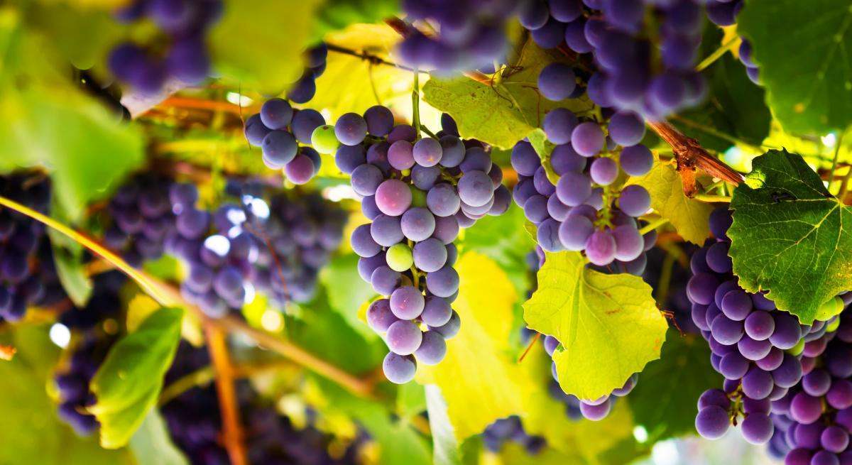 vino.jpg