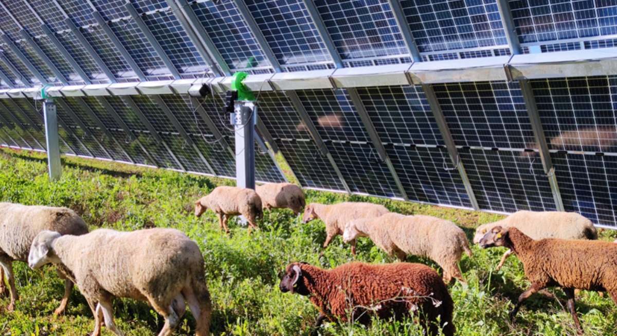 Ovejas en una planta de Endesa en Carmona.