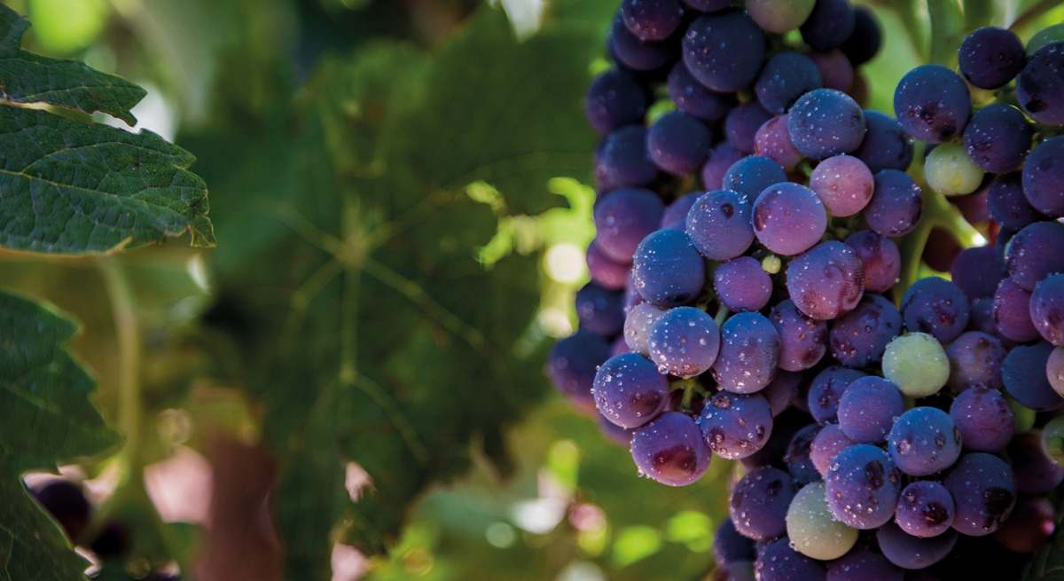 garnacha
