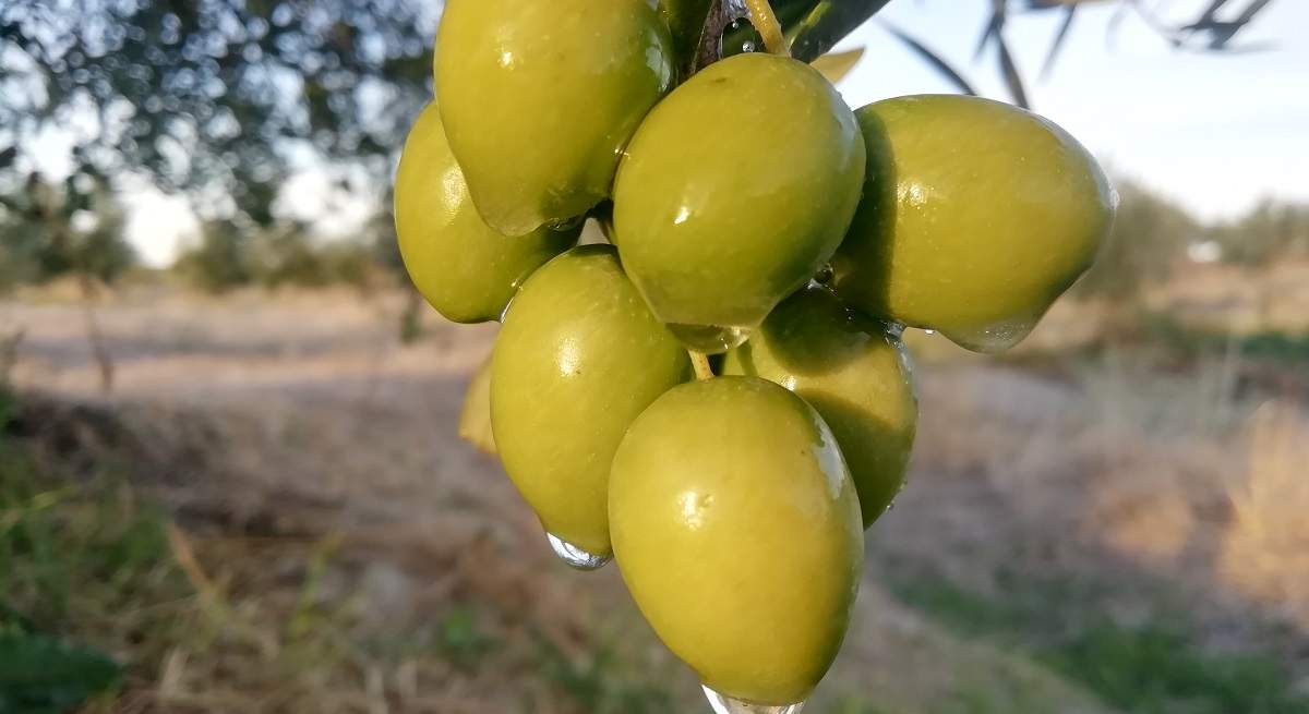 aceituna.jpg