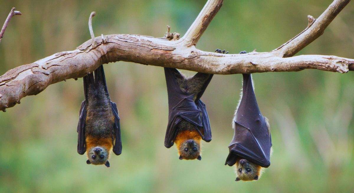 Murcielagos