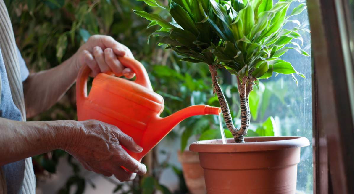 regar-plantas.jpg
