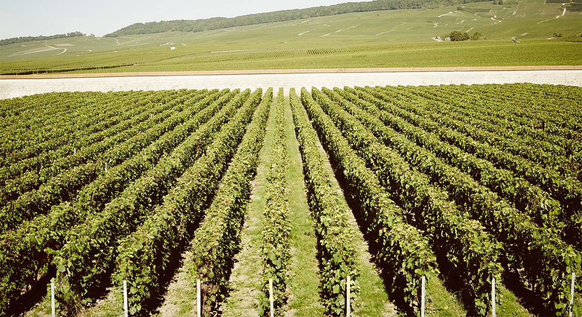 Krug-Jenny-Zarins-Clos-Ambonnay-1_veryhighwidth-9500x-prop.jpg
