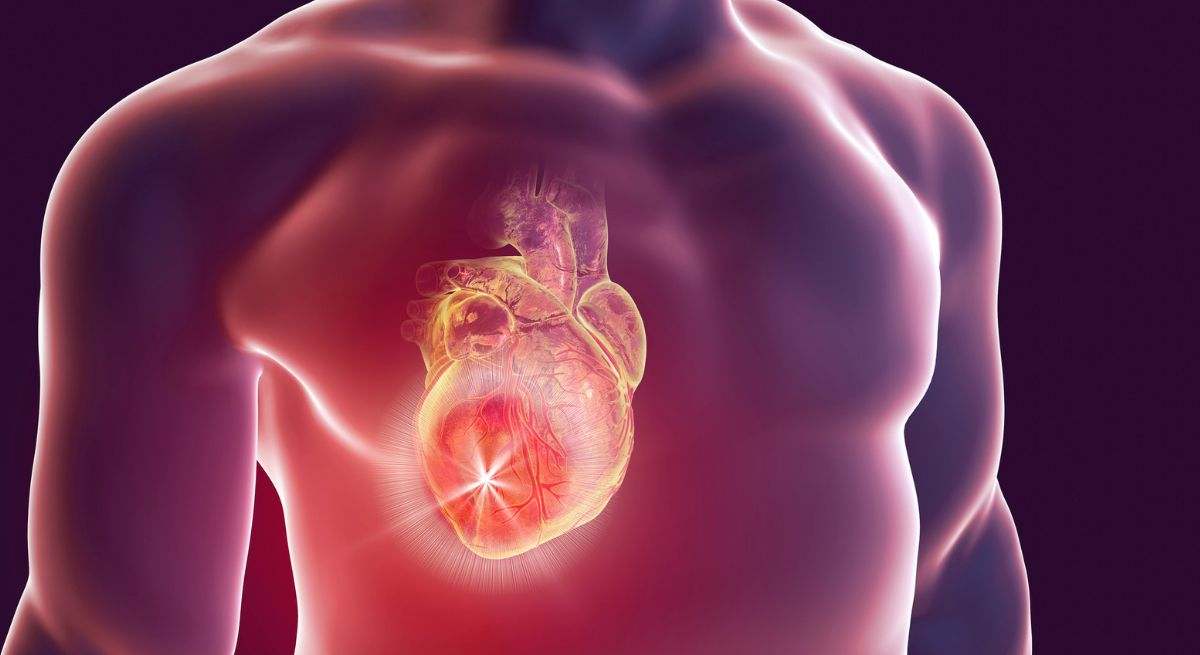 El corazón es el principal órgano del aparato circulatorio humano