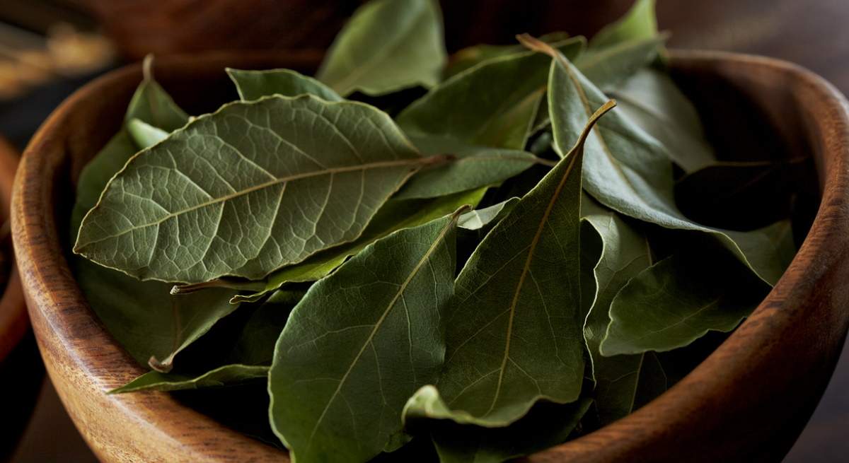 hojas-laurel.jpg