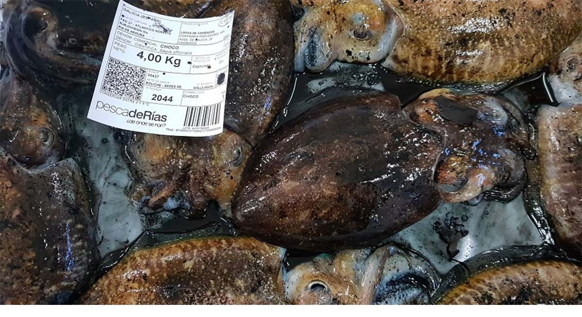 Choco en la lonja de Celeiro.