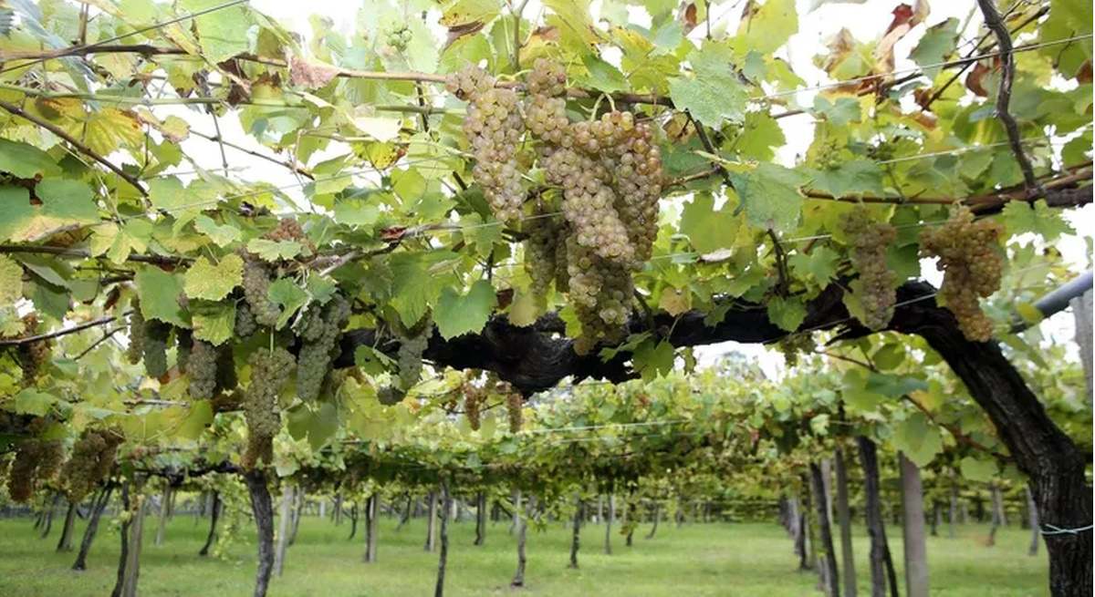 La variedad de uva Ratiña Gallega se incorpora a la D.O Rias naixas.