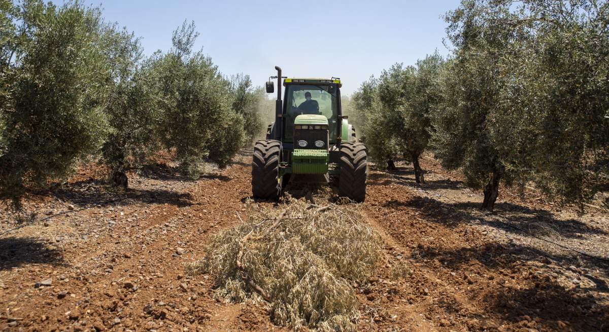 Olivar