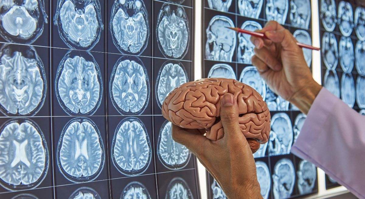El cerebro es la estructura principal responsable de la coordinación y del control del organismo