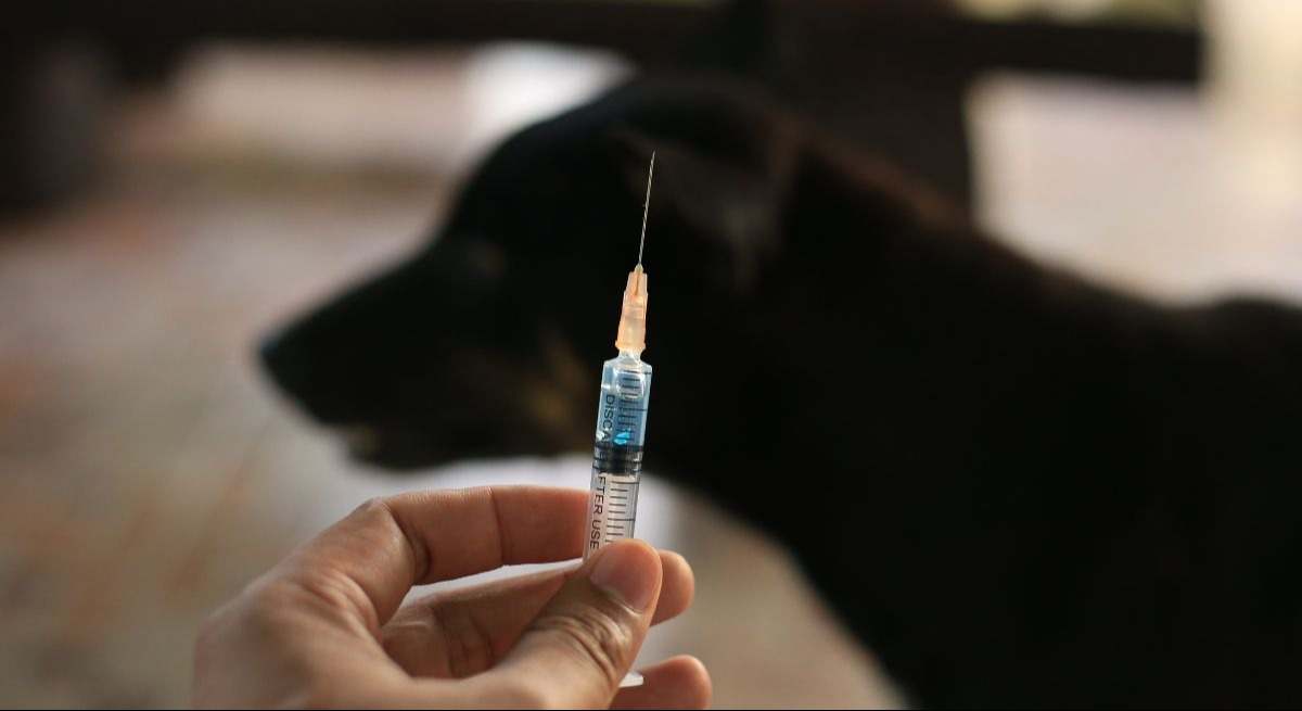 Perro vacunándose de la enfermedad de la rabia