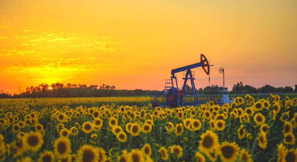 petroleo-girasoles.jpg