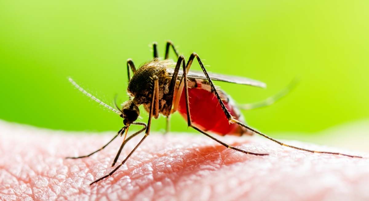 Los alimentos del verano que ayudan a evitar las picaduras y alejar a los mosquitos.
