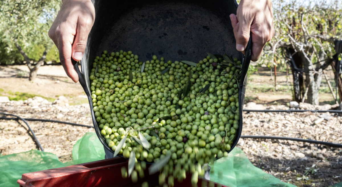 aceitunas-aceite-cesta-manos-campo-1200-dreamstime.jpg