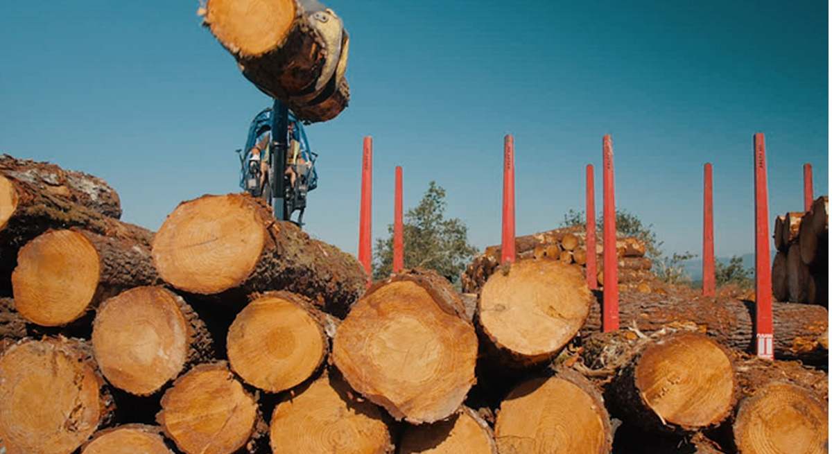 Sector forestal gallego.