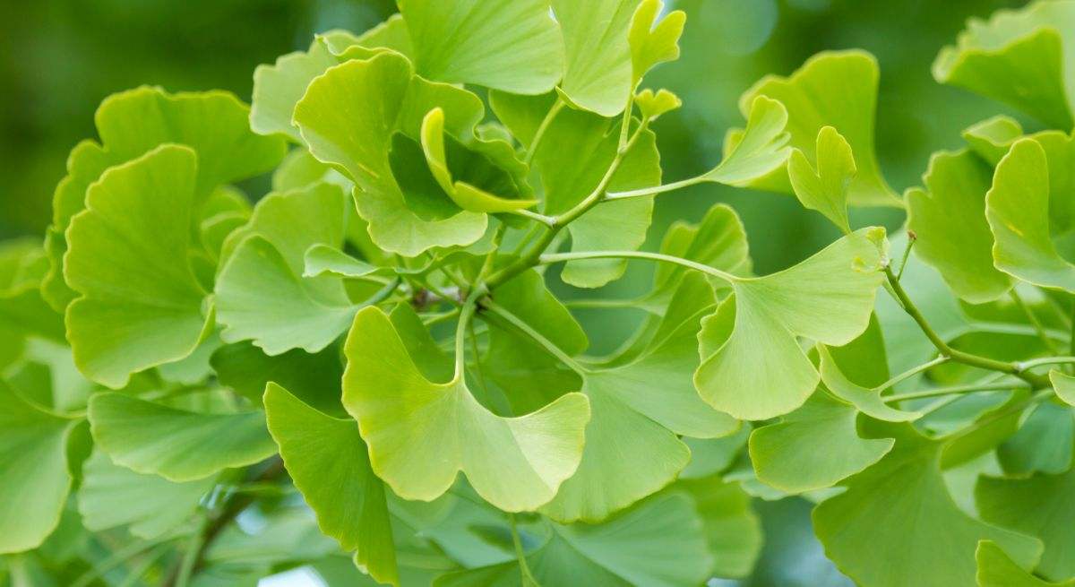 Ginkgo biloba