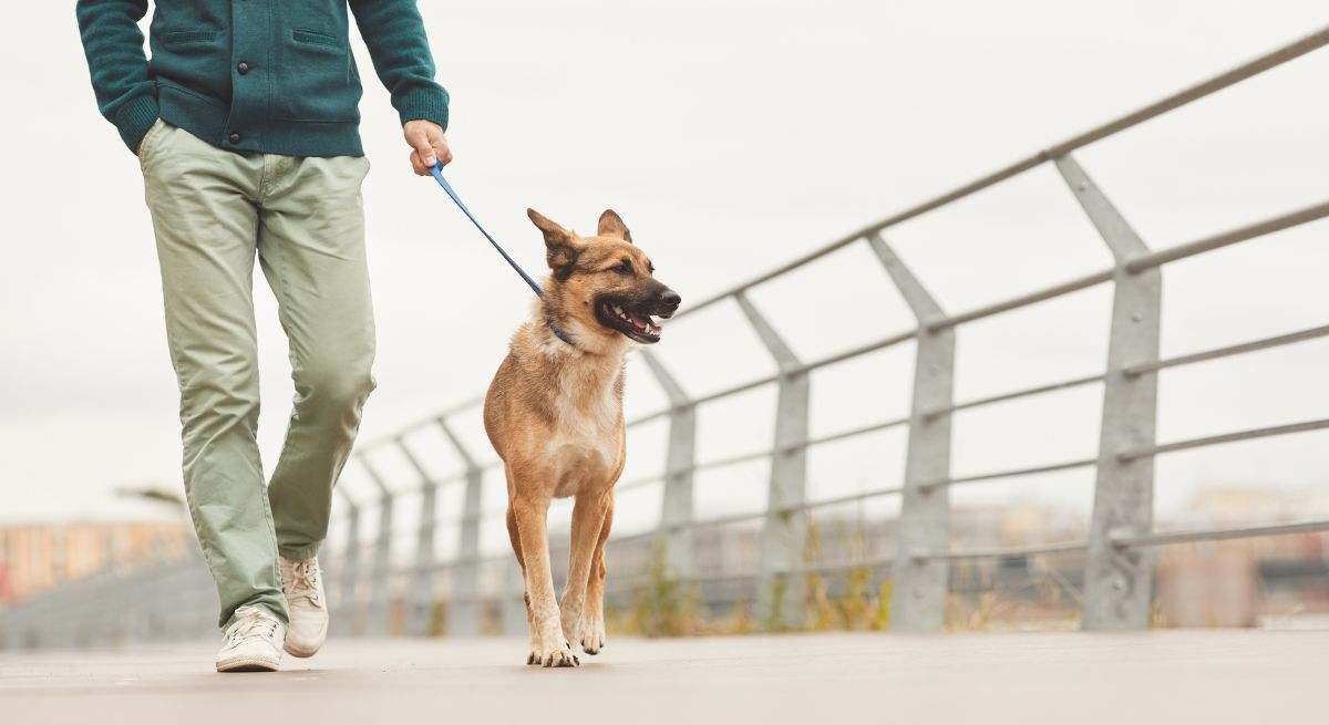 Tener perro como mascota