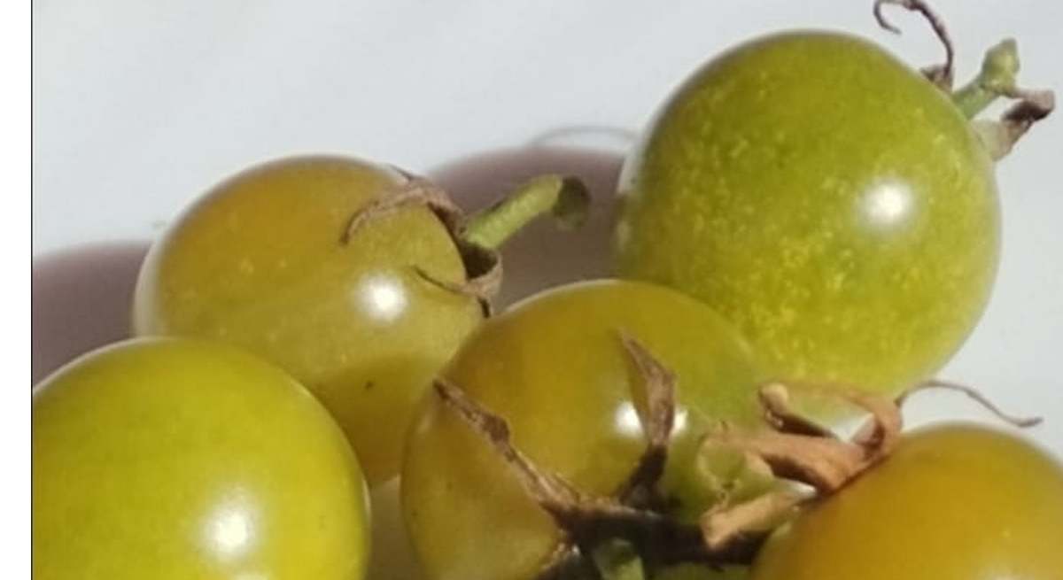 Tomate cherry oleiros