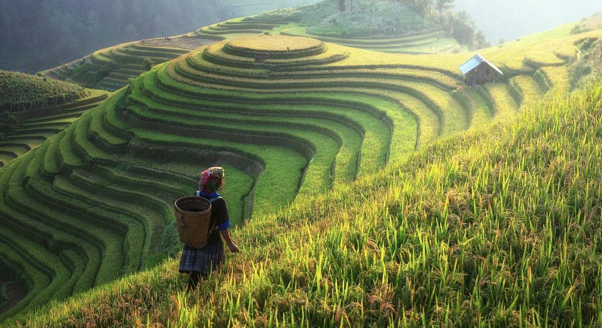 Campos de cultivo en China