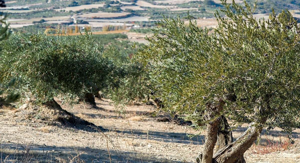 olivares