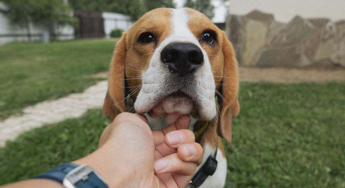 Persona acariciando a un perro
