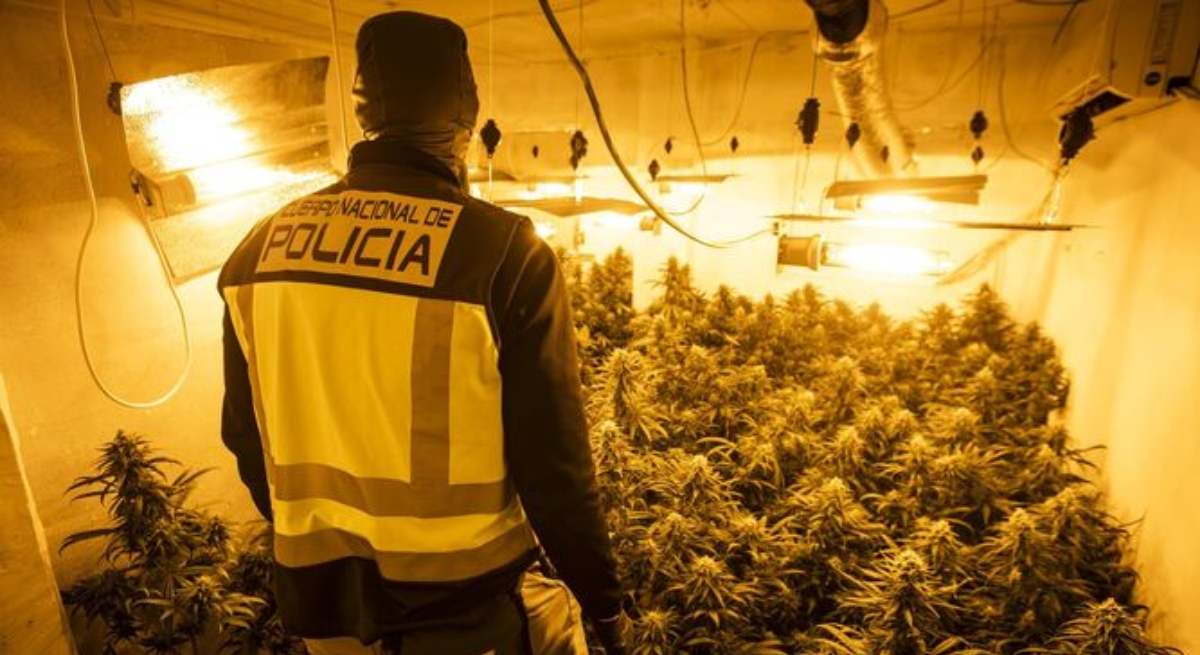 Un agente de la Policía Nacional ante un cultivo ilegal indoor de marihuana / EP