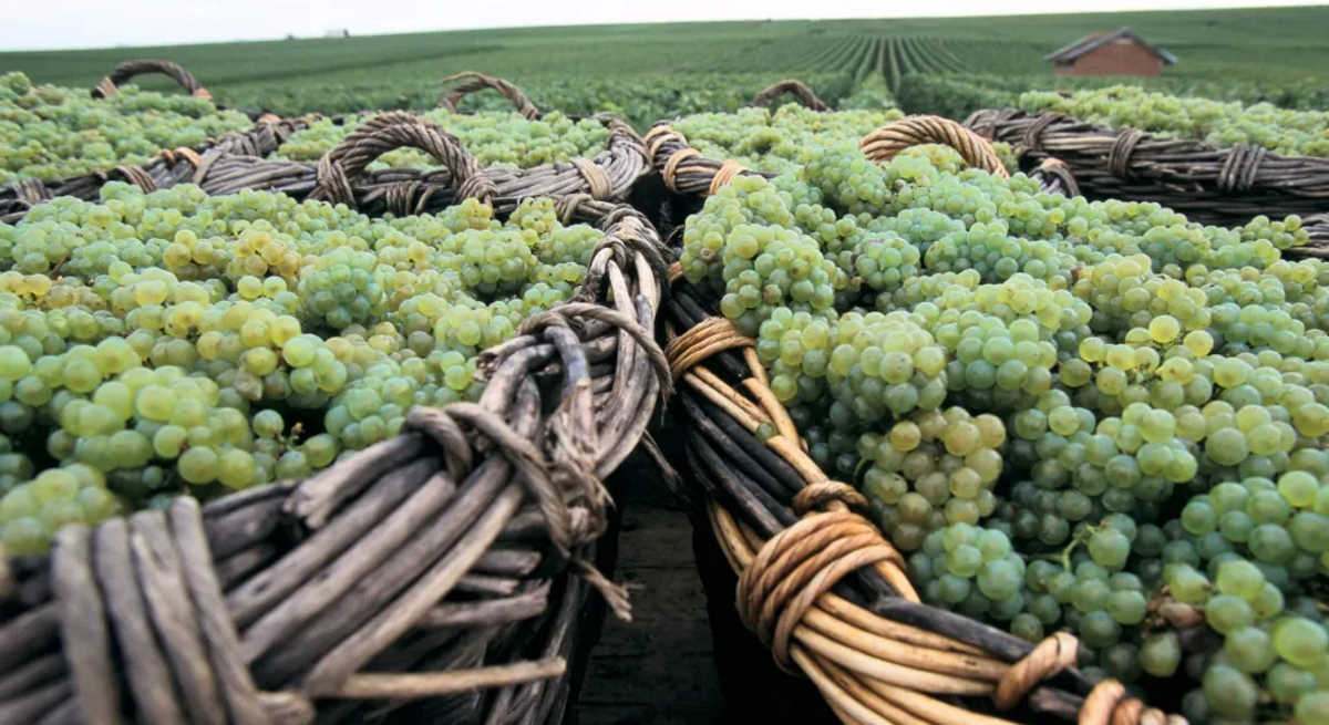 Cestos para recoger uvas