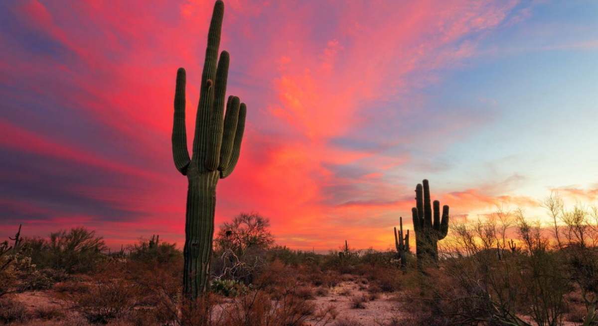 phoenix