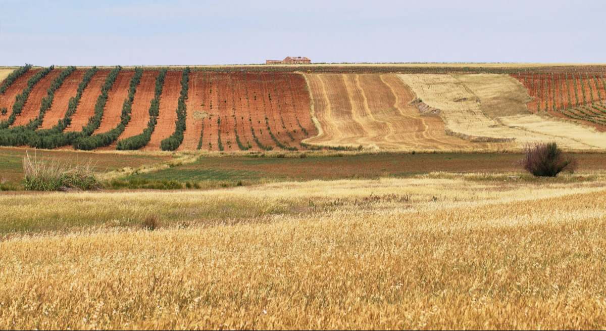 Campos de cereal junto a olivares en Andalucía.