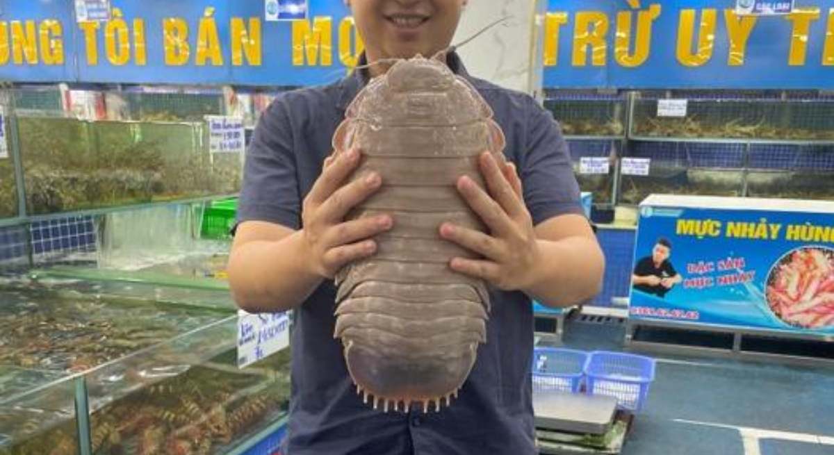 Un ejemplar de isópodo gigante encontrado en Vietnam