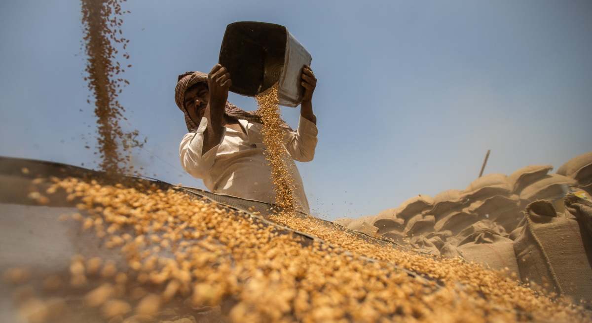 arroz-escasez-bloomberg.jpg