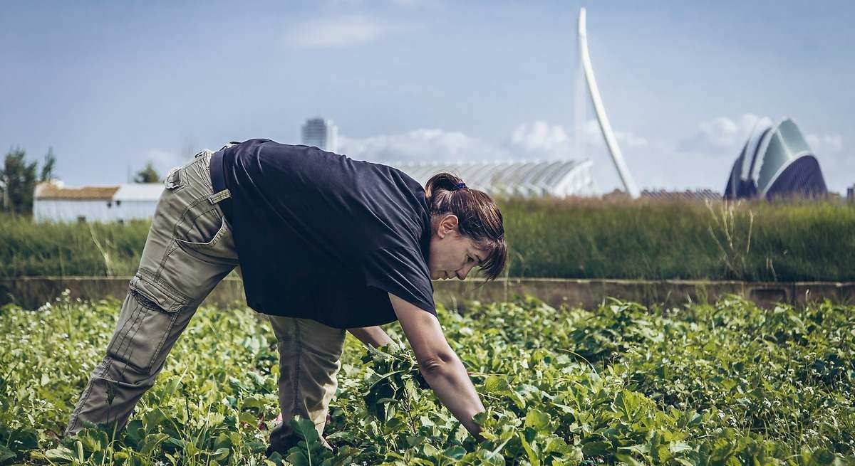 Un campo de cultivo cerca de la Ciudad de las Artes de Valencia.