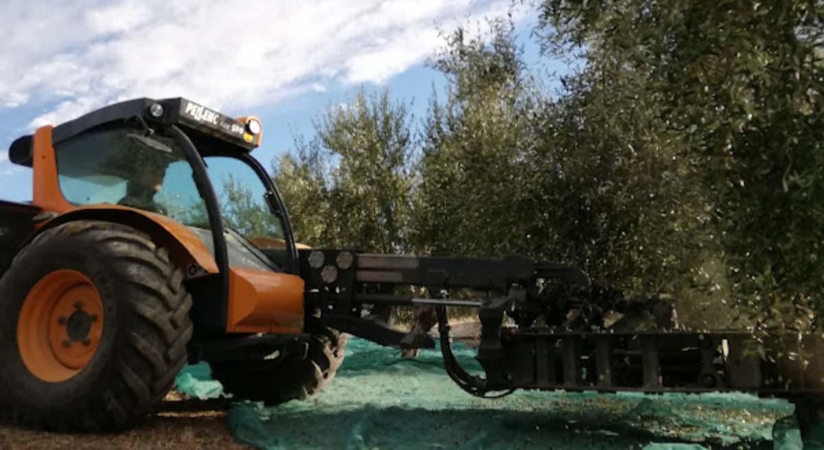 vibradora en olivar de Jaén