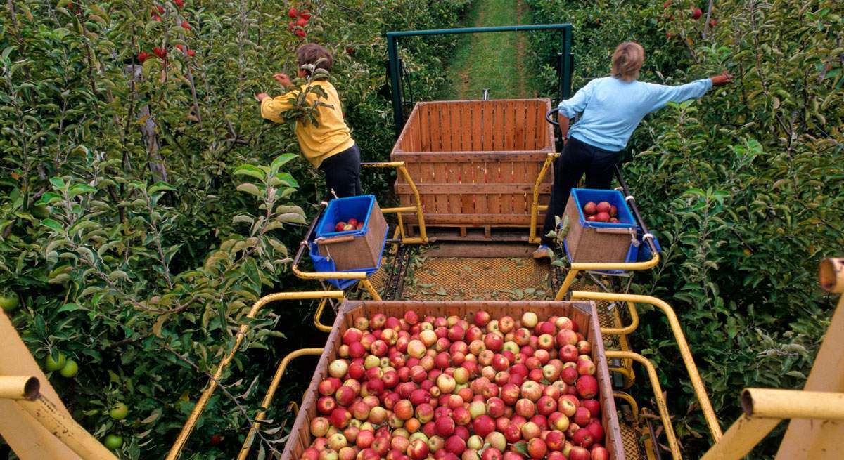 El tomate es uno de los productos que más se está importando