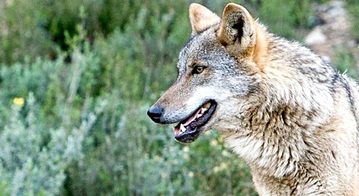 Un lobo