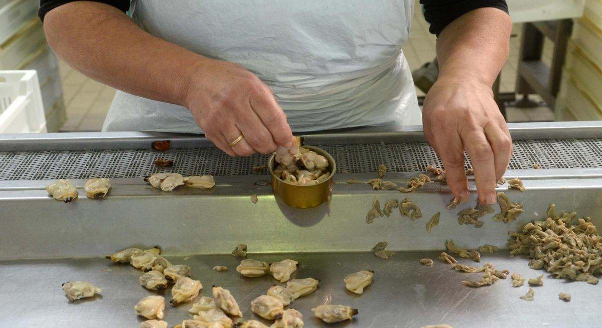 Operaria enlatando mejillones en la fabrica de Rianxeira.