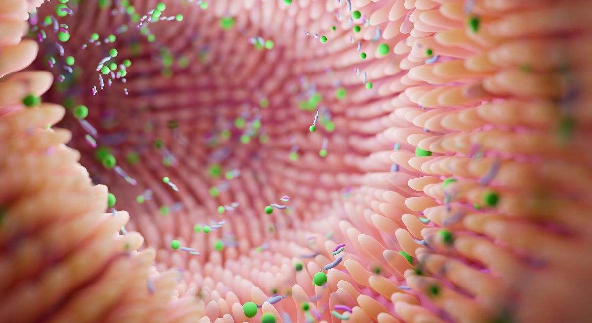 La microbiota intestinal es la comunidad de microorganismos vivos residentes en el tubo digestivo