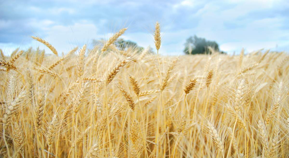 1200-655-trigo-campo-dreamstime.jpg