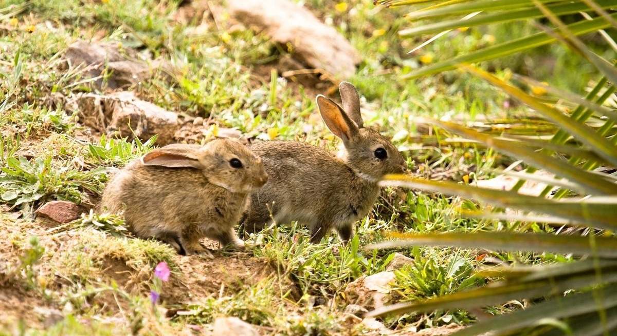 conejos