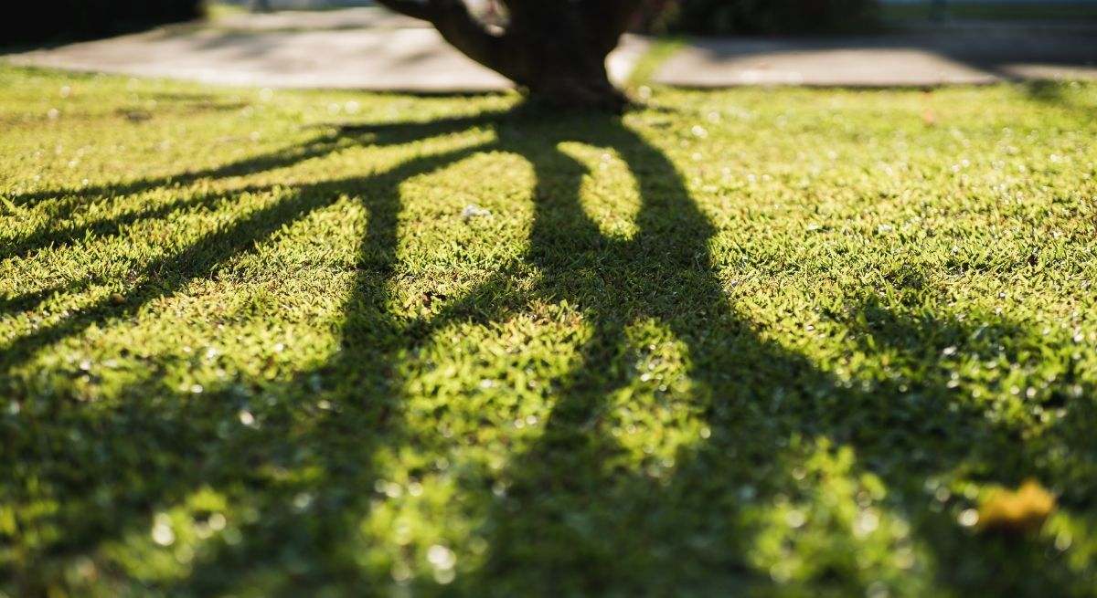 sombra-de-arbol-canva
