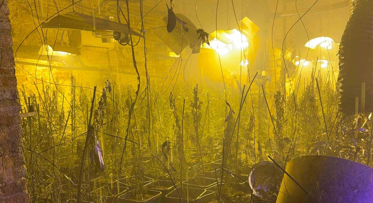 endesamarihuana1.jpg